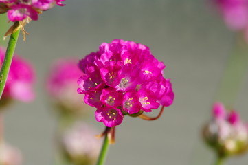 Pinkfarbene Blütenkugel 1