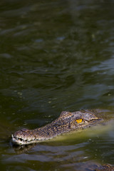 Gefährliches Krokodil