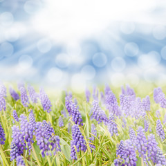 Naklejka premium Blue hyacinth