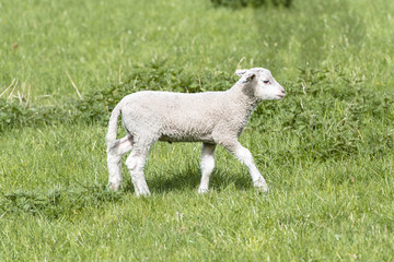 Fototapeta premium Lamb on the field