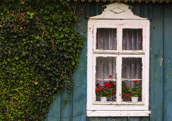 White window frame with red geranium and green ivy bushes