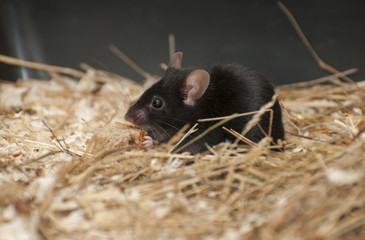 House mouse