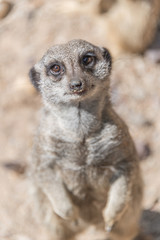 Fototapeta premium Playful and curious suricates in a small open resort