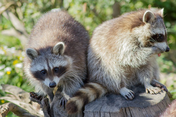 Der Waschbär