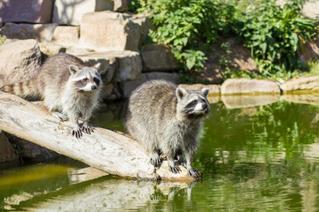 Der Waschbär