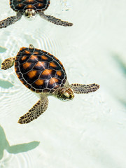 Naklejka premium Cute endangered baby turtles