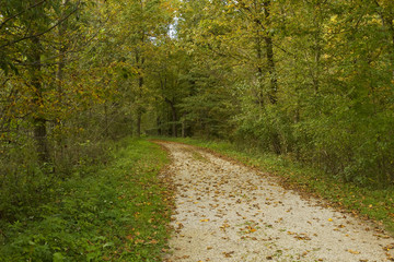 Fototapeta premium Fall Trail Scenic