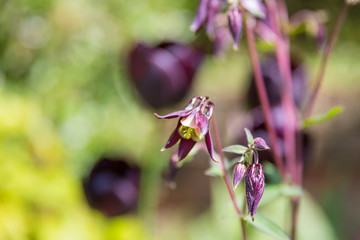 Spring Flowers