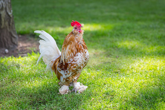 Crowing Cockeril