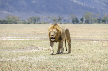 Male lion