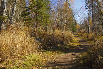 Fall Trail Scenic