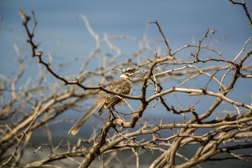 Camposspottdrossel (Mimus saturninus)