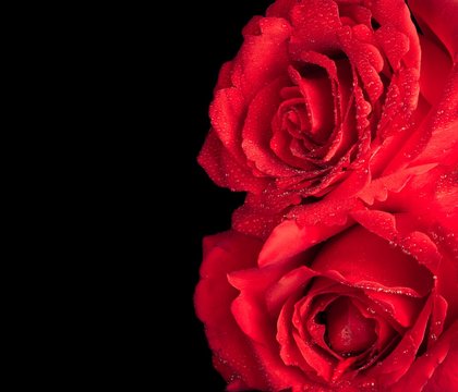 two roses on black background, valentine day and love concept