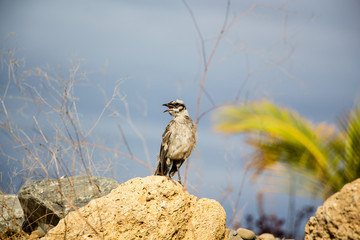 Camposspottdrossel (Mimus saturninus)