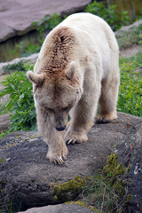 Syrischer Braunbär