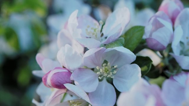 Apple pink flower close-up