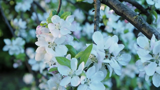 Blossoming apple white tree brunch