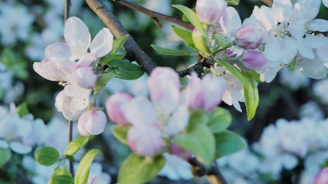 Blossoming apple tree brunch