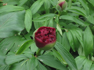 Pfingstrose mit Regenwasser in der jungen Blüte