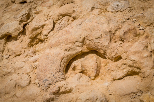 Ammonite wall