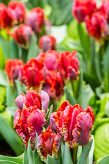 Group of red parrot tulips in bloom