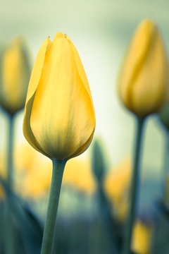 yellow tulip bloom