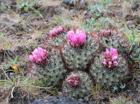 Hedgehog Cactus - Pediocactus nigrispinus