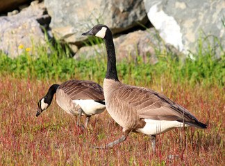 Group of Canadian Geese eating