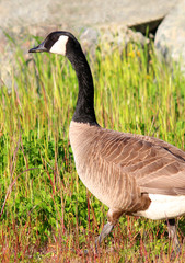 Canadian Goose eating