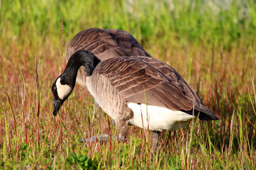 Group of Canadian Geese eating
