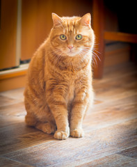 Lovely red cat looking into the camera. Soft focus on eyes.