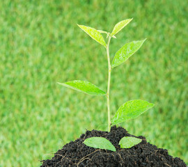 Young small new life green plant