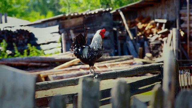 Color rooster is walking on village backyard
