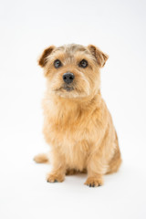 ノーフォークテリア