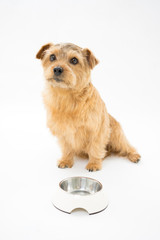 食事を待つノーフォークテリア