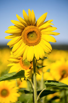 Yellow sunflower field over blue sky in Ukraine