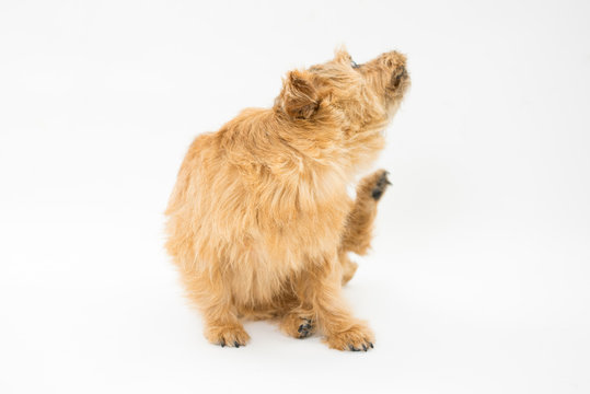 6 Best Itchy Dog Images Stock Photos Vectors Adobe Stock 6 Best Itchy Dog Images Stock Photos Vectors Adobe Stock