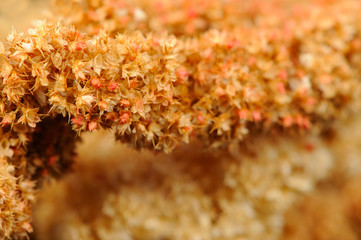 Dry Amaranth (Love-Lies-Bleeding) Flowers Close-Up