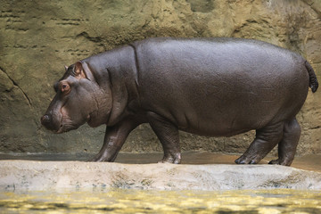Huge hippopotamus.