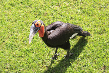 Southern Ground Hornbill (Bucorvus leadbeateri).