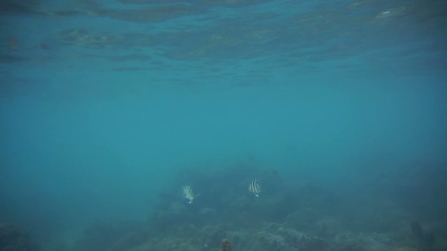 Group of coral fish in Andaman Sea near Krabi, Thailand