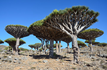 Драконовые деревья на плато Диксан, остров Сокотра