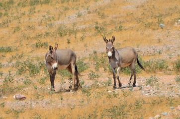 Ослики (Equus asinus) на Сокотре в дикой природе