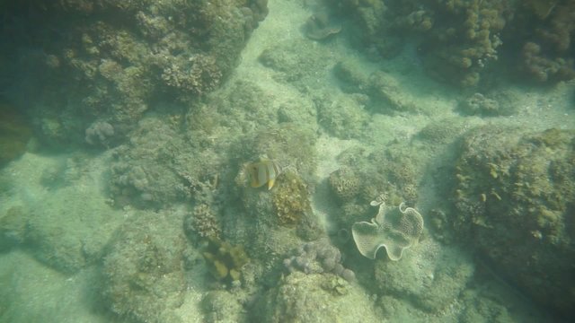 Group of coral fish in Andaman Sea near Krabi, Thailand
