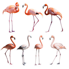 Reihe von Flamingos. Isoliert über weiß