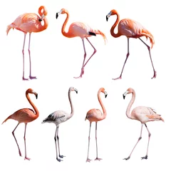 Foto auf Acrylglas Flamingo Reihe von Flamingos. Isoliert über weiß