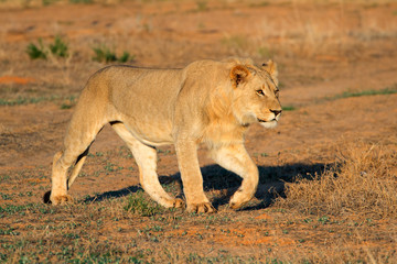 Fototapeta na wymiar African lion stalking