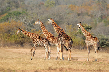 Small herd of giraffes in the African savanna