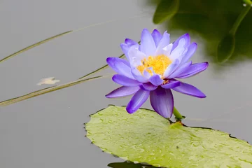 Photo sur Plexiglas Nénuphars Water lily