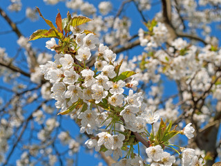 Kirschbaumblüten